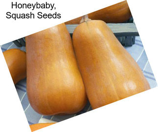 Honeybaby, Squash Seeds
