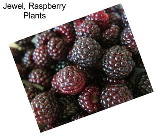 Jewel, Raspberry Plants