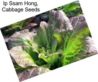 Ip Ssam Hong, Cabbage Seeds