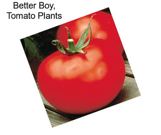 Better Boy, Tomato Plants