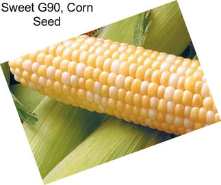 Sweet G90, Corn Seed