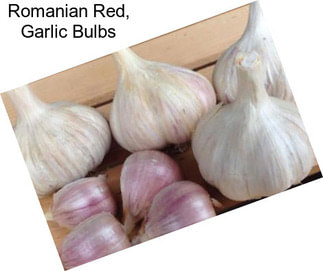 Romanian Red, Garlic Bulbs