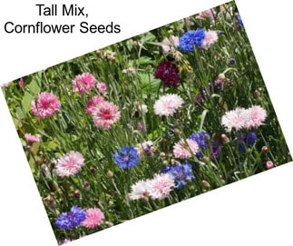 Tall Mix, Cornflower Seeds