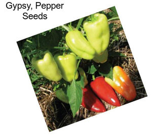Gypsy, Pepper Seeds