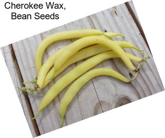 Cherokee Wax, Bean Seeds