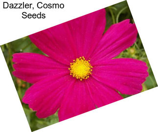 Dazzler, Cosmo Seeds