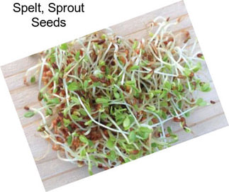 Spelt, Sprout Seeds
