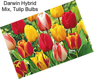 Darwin Hybrid Mix, Tulip Bulbs