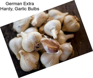 German Extra Hardy, Garlic Bulbs