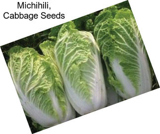 Michihili, Cabbage Seeds