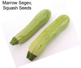 Marrow Segev, Squash Seeds