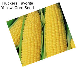 Truckers Favorite Yellow, Corn Seed
