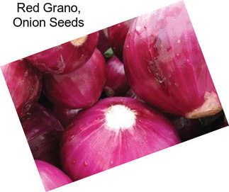 Red Grano, Onion Seeds