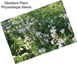 Obedient Plant, Physostegia Seeds