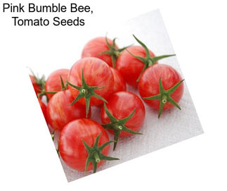 Pink Bumble Bee, Tomato Seeds