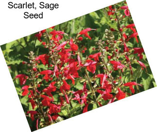 Scarlet, Sage Seed