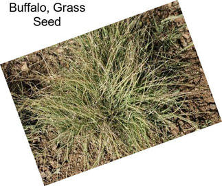 Buffalo, Grass Seed