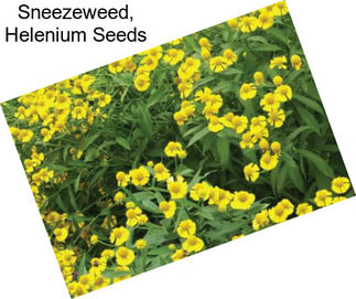 Sneezeweed, Helenium Seeds