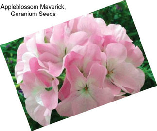 Appleblossom Maverick, Geranium Seeds