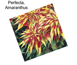 Perfecta, Amaranthus