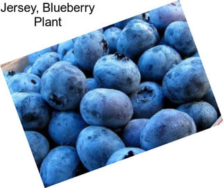 Jersey, Blueberry Plant