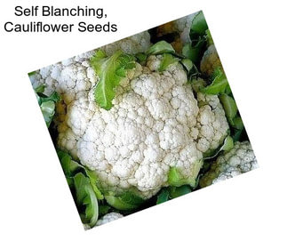 Self Blanching, Cauliflower Seeds