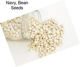 Navy, Bean Seeds