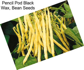 Pencil Pod Black Wax, Bean Seeds