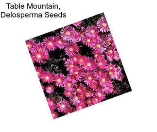 Table Mountain, Delosperma Seeds