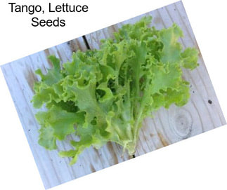 Tango, Lettuce Seeds