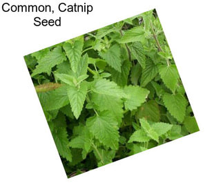 Common, Catnip Seed