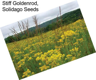 Stiff Goldenrod, Solidago Seeds