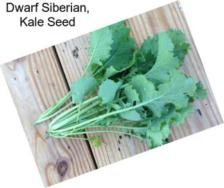 Dwarf Siberian, Kale Seed
