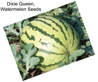 Dixie Queen, Watermelon Seeds