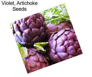 Violet, Artichoke Seeds