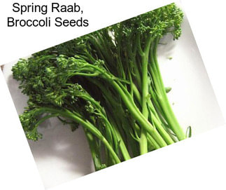 Spring Raab, Broccoli Seeds