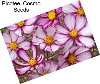 Picotee, Cosmo Seeds