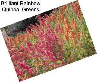 Brilliant Rainbow Quinoa, Greens