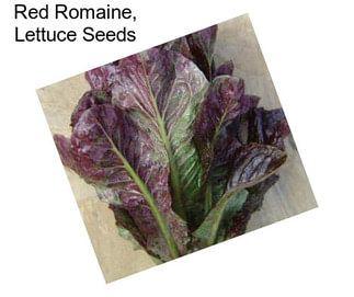 Red Romaine, Lettuce Seeds