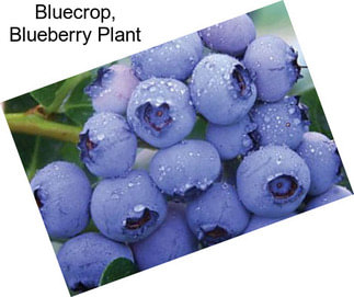 Bluecrop, Blueberry Plant