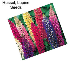 Russel, Lupine Seeds