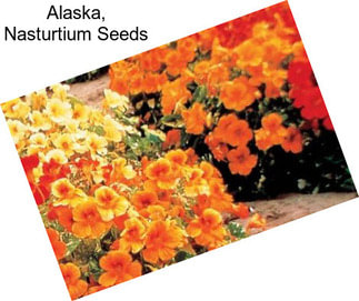 Alaska, Nasturtium Seeds