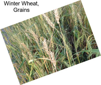Winter Wheat, Grains
