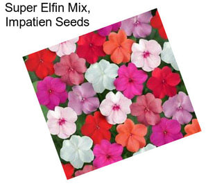 Super Elfin Mix, Impatien Seeds