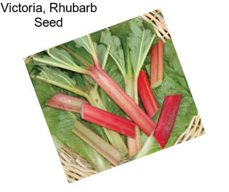 Victoria, Rhubarb Seed