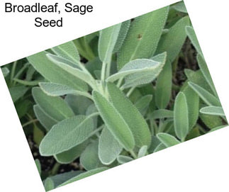 Broadleaf, Sage Seed