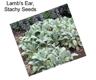 Lamb\'s Ear, Stachy Seeds