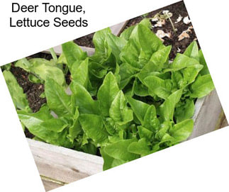 Deer Tongue, Lettuce Seeds