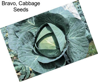 Bravo, Cabbage Seeds