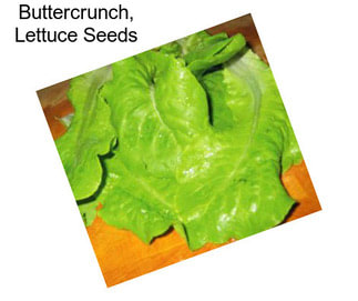 Buttercrunch, Lettuce Seeds